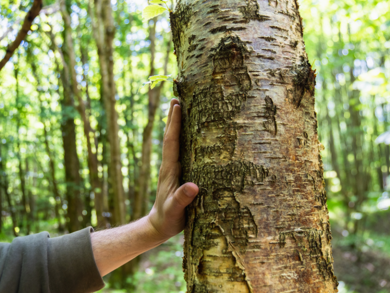 main sur arbre