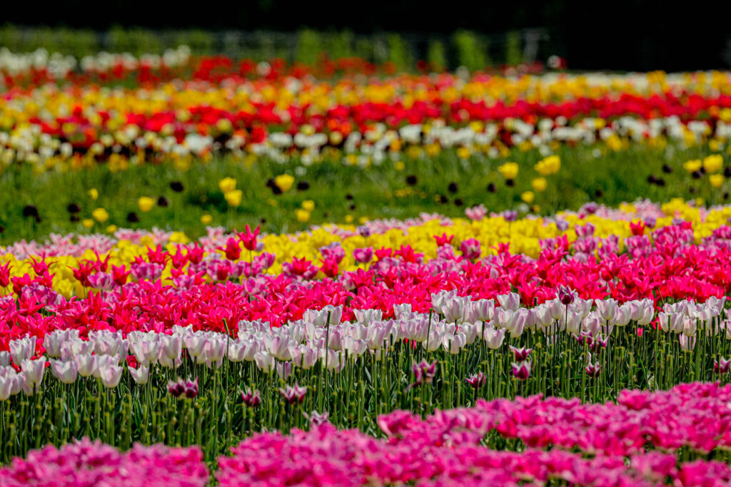 Les tulipes à Viltain