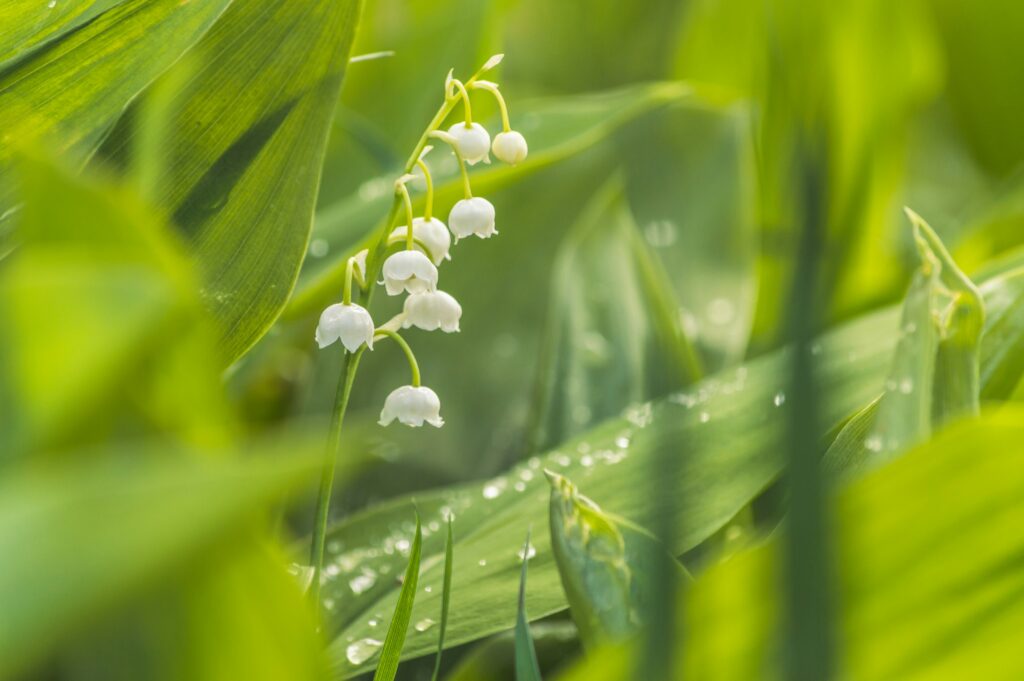 Muguet