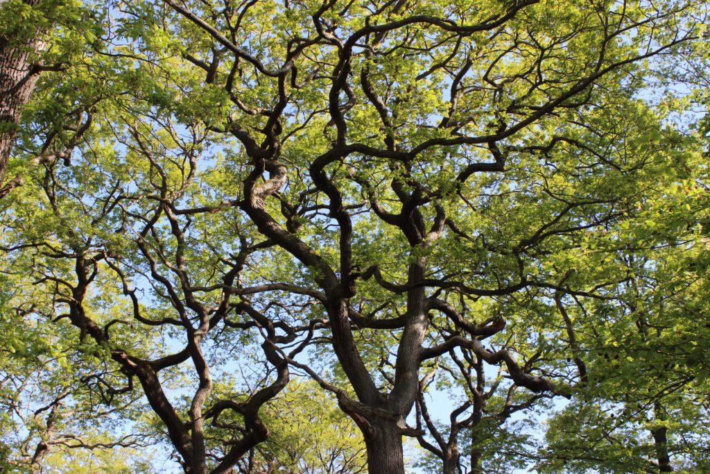 Découverte des arbres remarquables