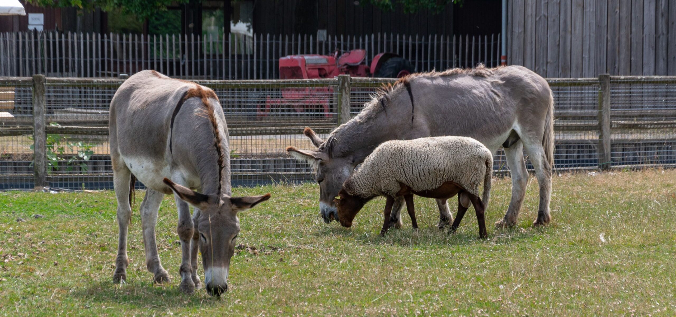 Ferme de Gally_Sartrouville