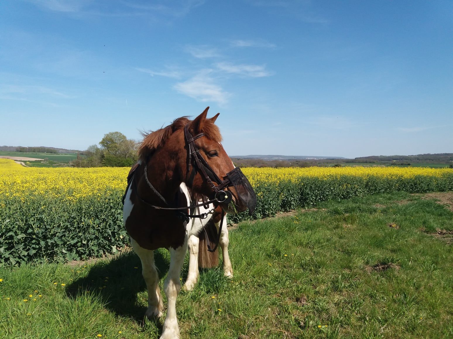 Cheval dans un champ de Colza