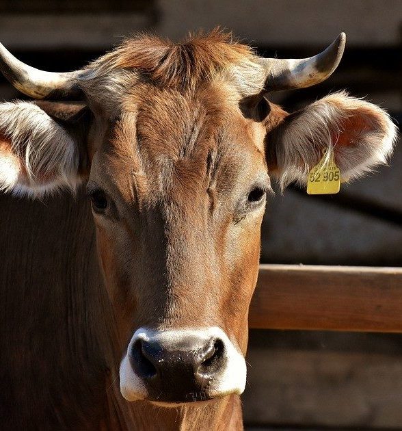 Ferme de Brandelles