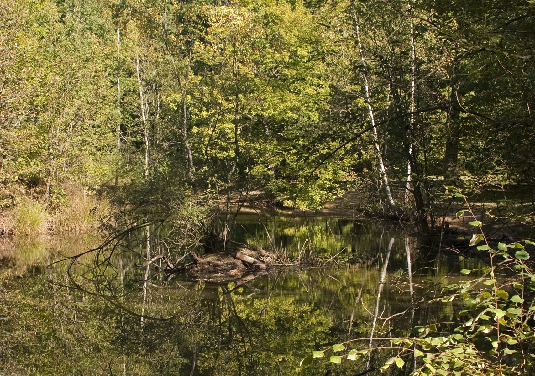 Forêt départementale des Flambertins_Crespières