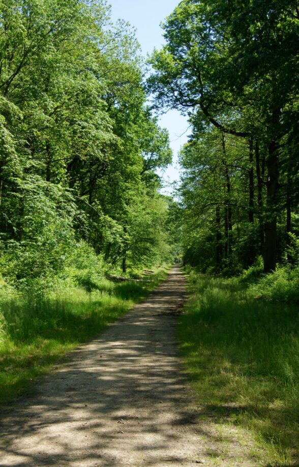 Forêt départementale des Flambertins_Crespières