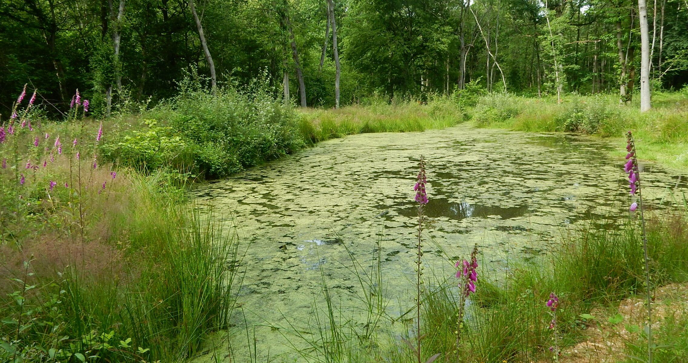 Forêt départementale des Flambertins_Crespières