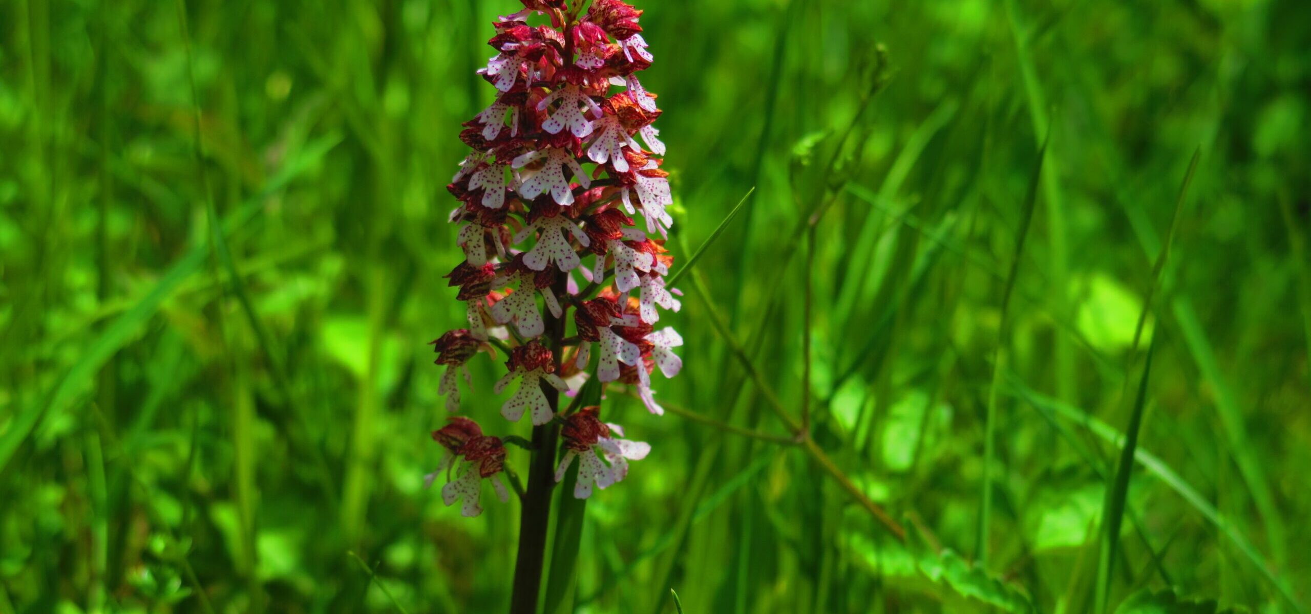 Réserve naturelle nationale des Coteaux de la Seine