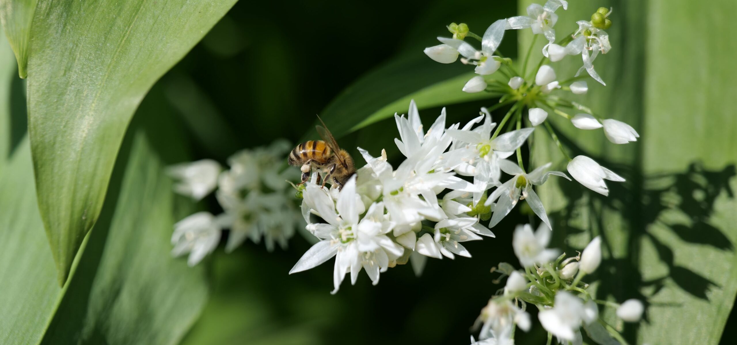 Potager du Roi