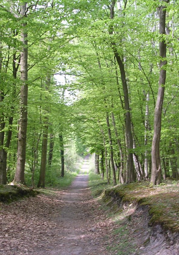 Forêt domaniale de Saint Germain