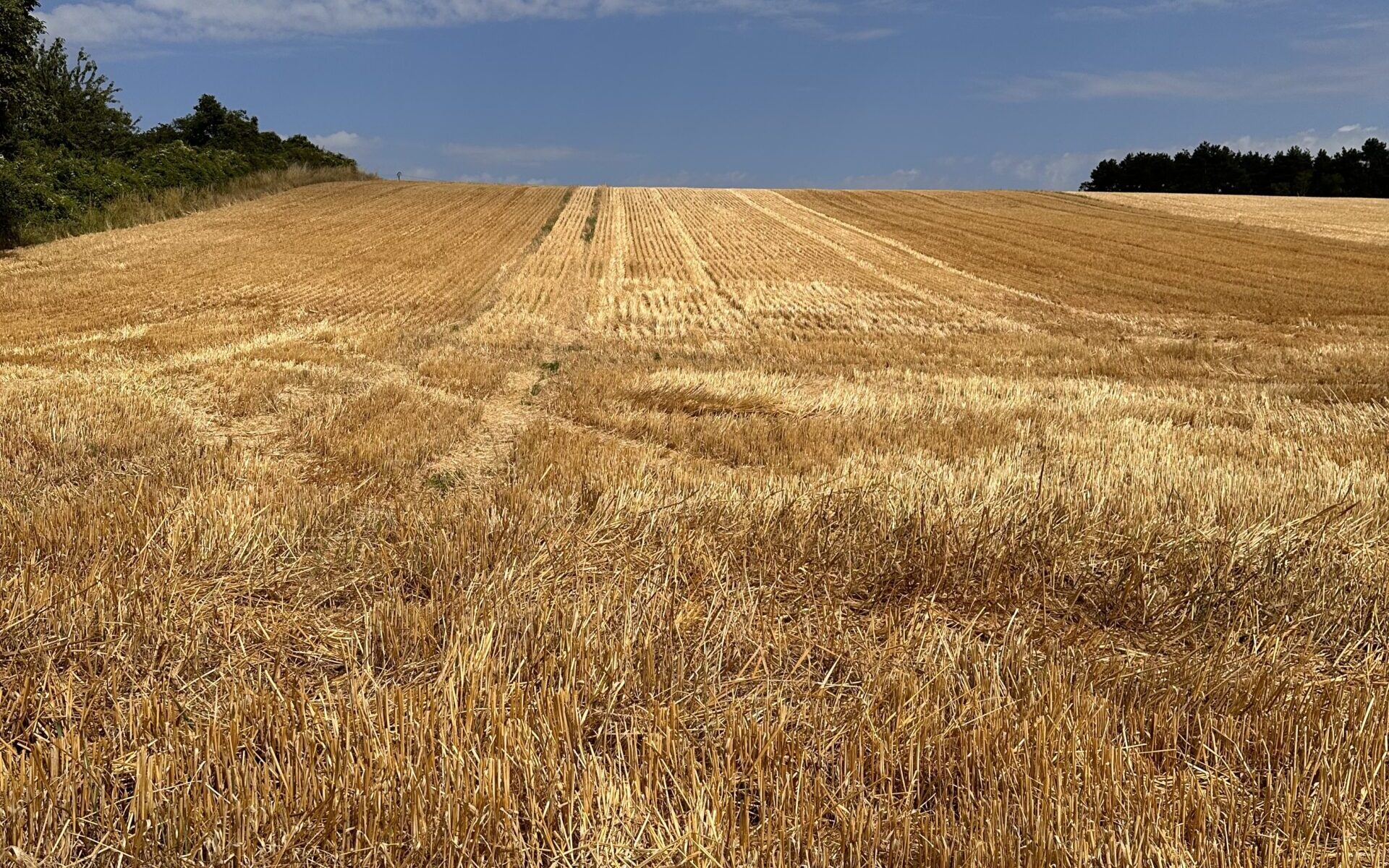 Champ à Tessancourt