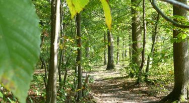 itinéraire de randonnée à pied en forêt de Marly