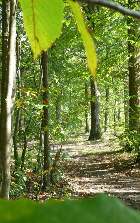 itinéraire de randonnée à pied en forêt de Marly