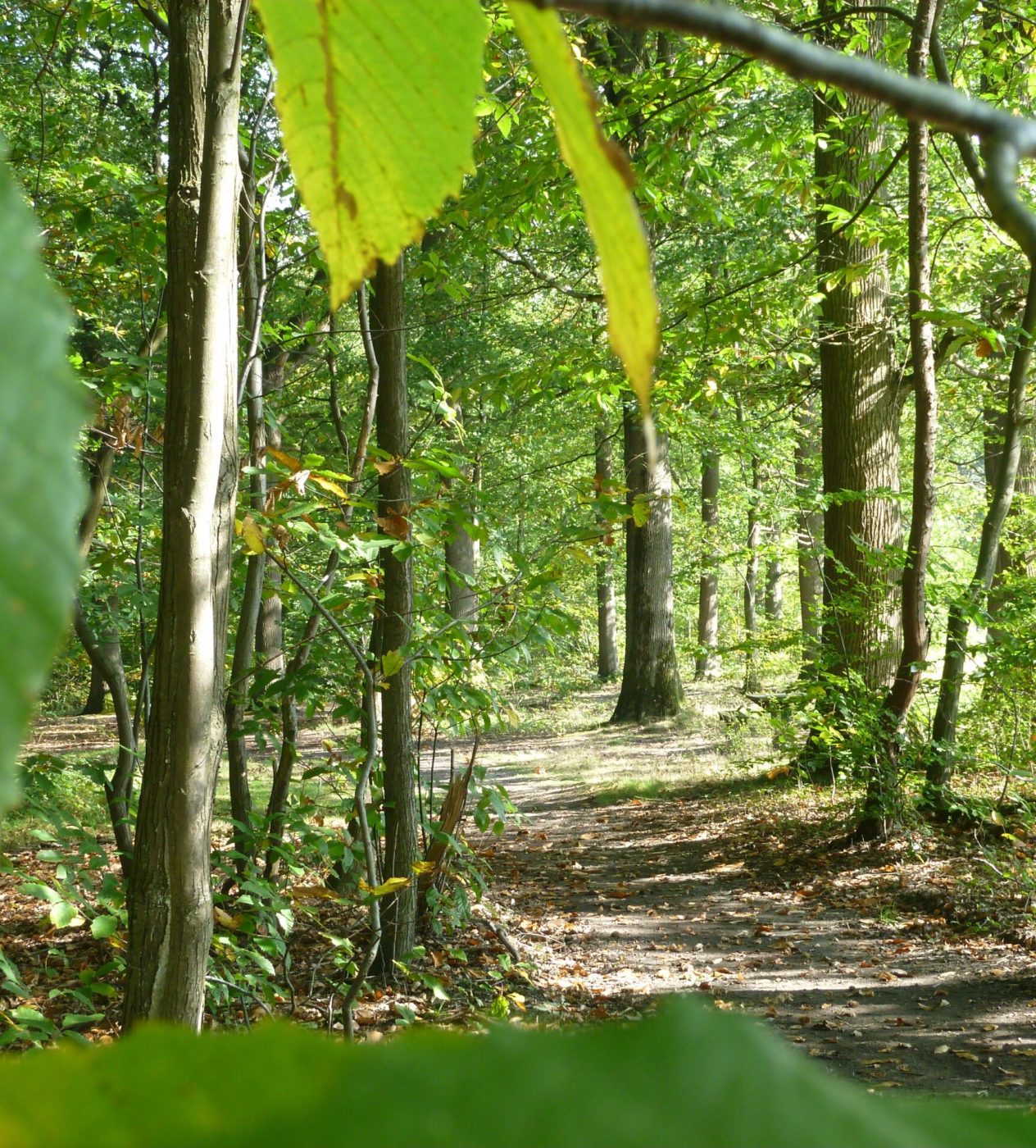 itinéraire de randonnée à pied en forêt de Marly