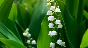 muguet au 1er mai