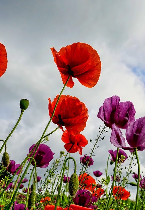 coquelicots