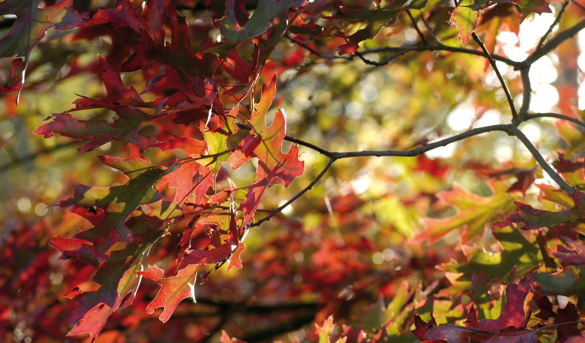 Quercus Rubra