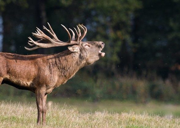 Sortie brame du cerf