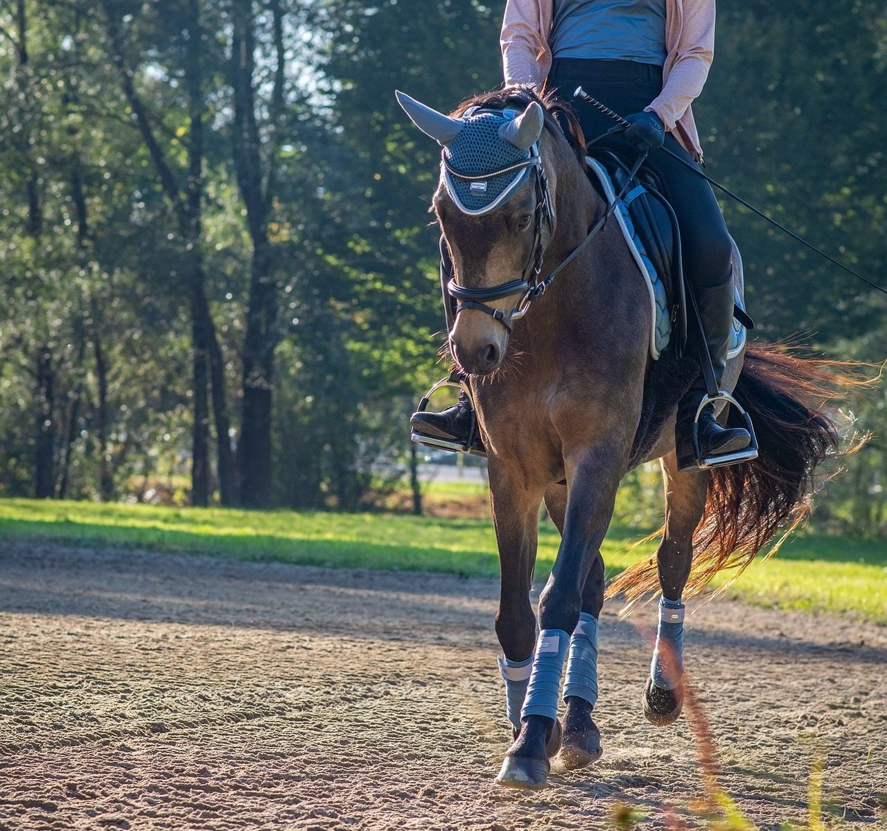 Équitation