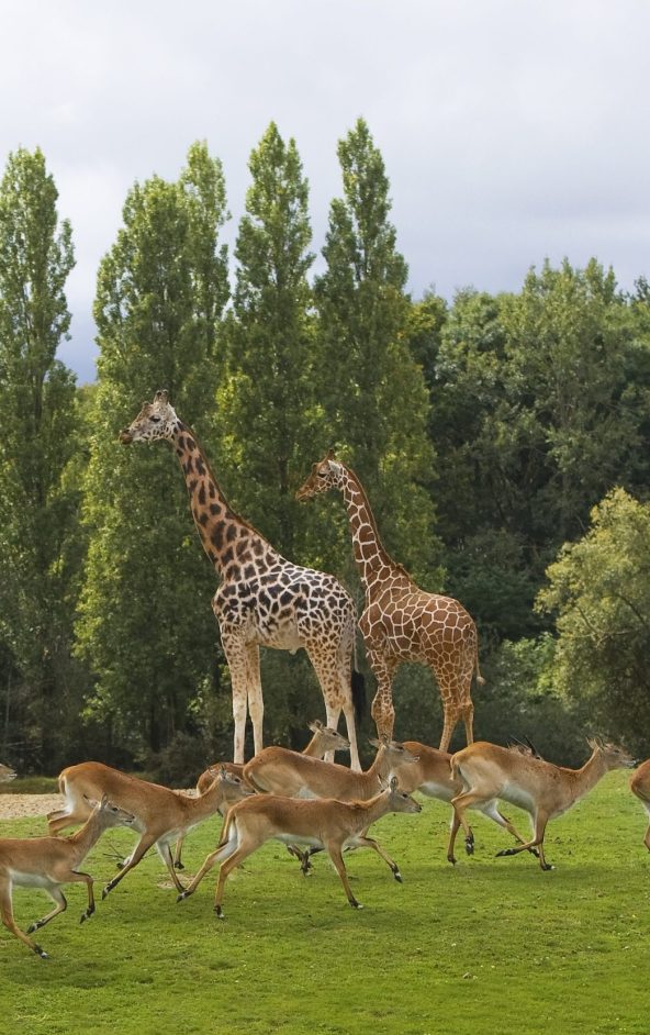 Girafes au Wow Safari Thoiry