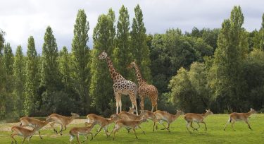 Girafes au Wow Safari Thoiry