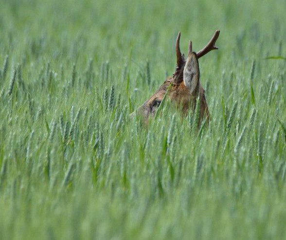 Sortie nature et photo