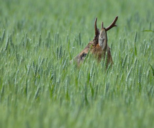 Sortie nature et photo