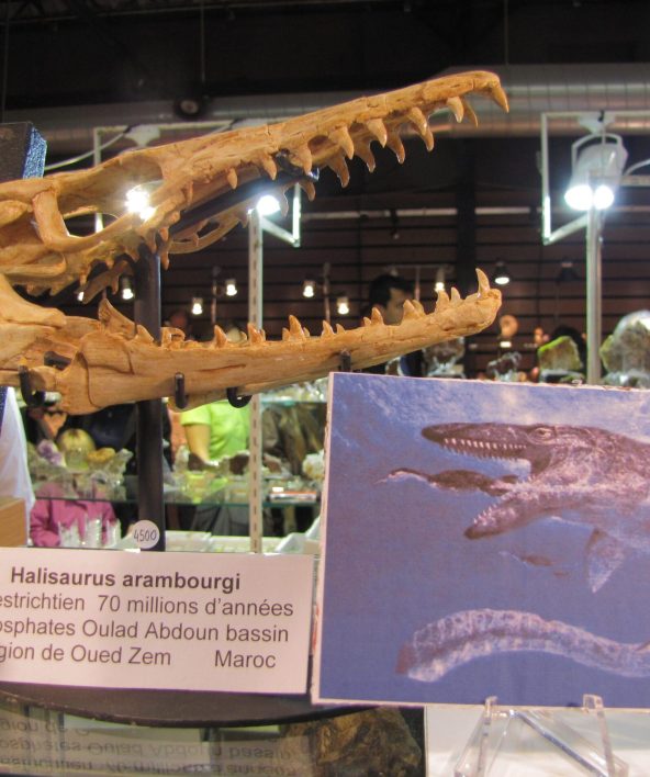 Haliaurus (Maroc)