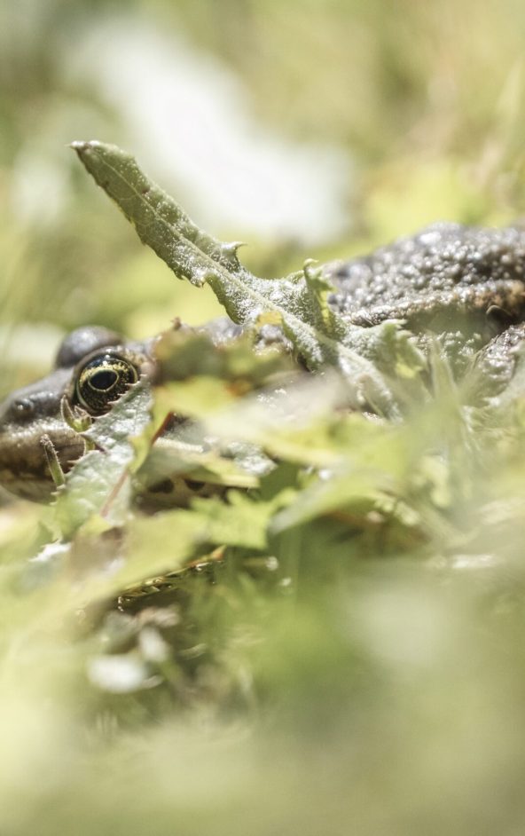 Biodiversité