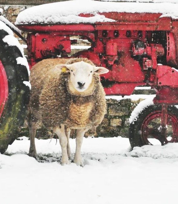 Ferme de Gally - Noël et Merveilles dans nos Fermes Ouvertes_Saint-Cyr-l'École