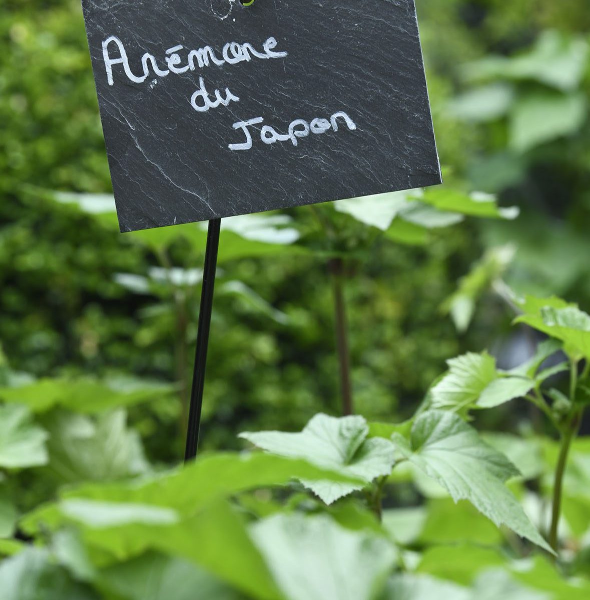 Vue sur jardin