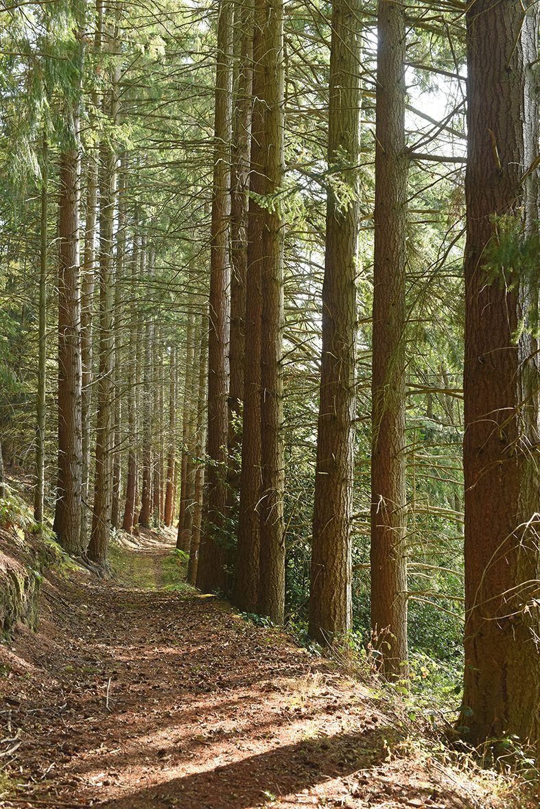 Forêt départementale du Bois des Gaules_La Celle-les-Bordes