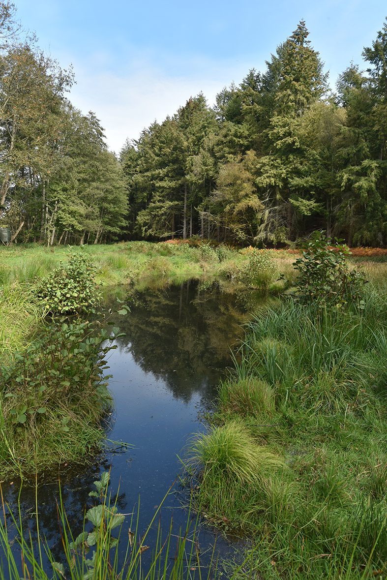 Forêt départementale du Bois des Gaules_La Celle-les-Bordes