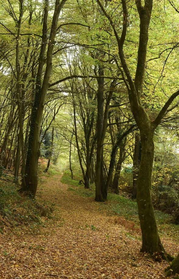 Forêt départementale du Bois des Gaules_La Celle-les-Bordes