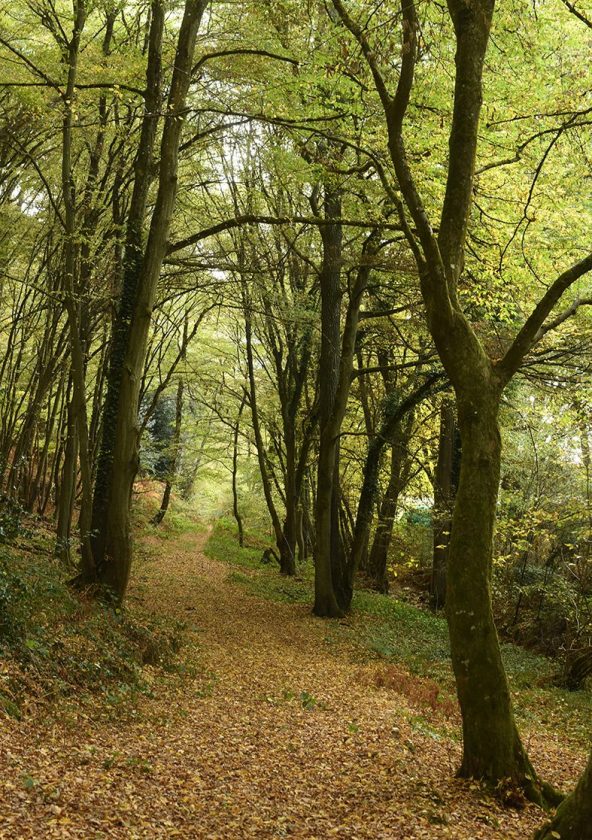 Forêt départementale du Bois des Gaules_La Celle-les-Bordes