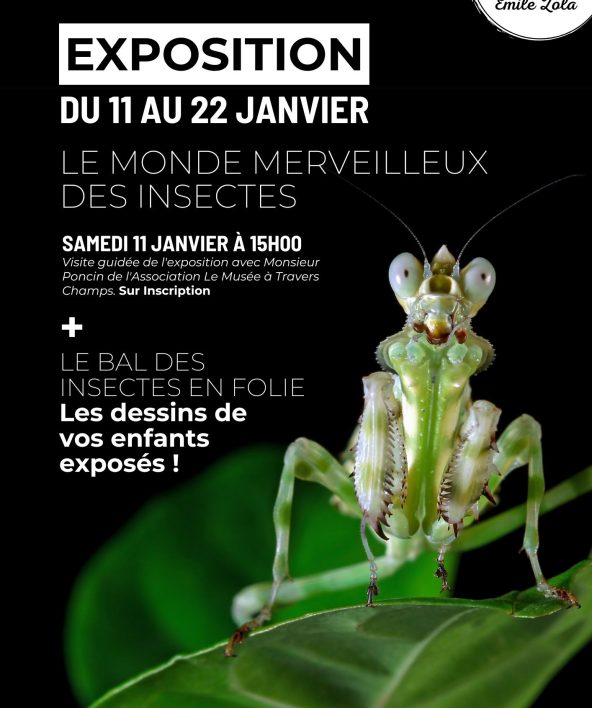 Exposition "Le monde merveilleux des insectes"_Ablis