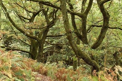 Forêt départementale du Bois des Gaules_La Celle-les-Bordes