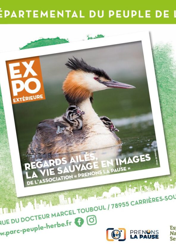 Regards ailés, la vie sauvage en images_Carrières-sous-Poissy