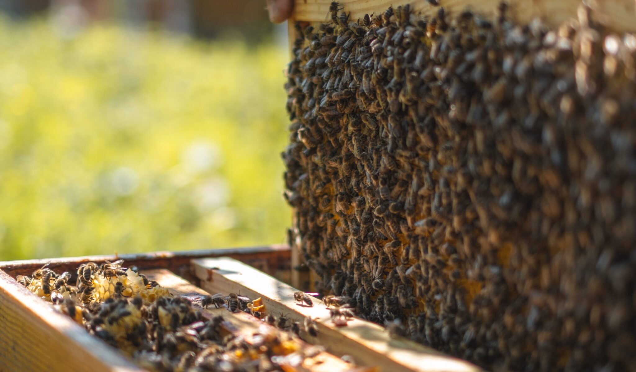 La vie des abeilles, Visite des Ruches Apijym_Poissy