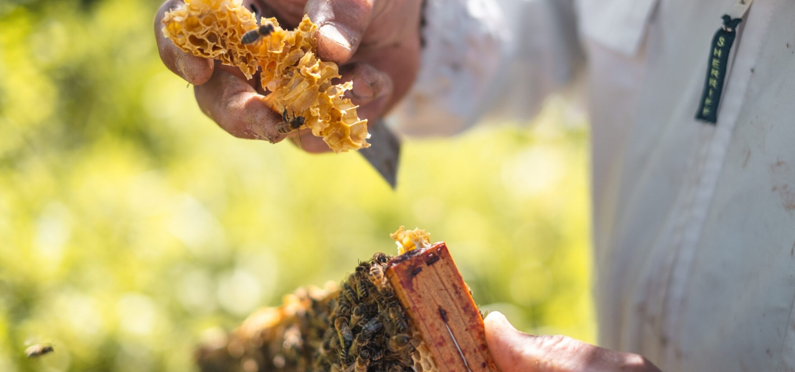 La vie des abeilles, Visite des Ruches Apijym_Poissy