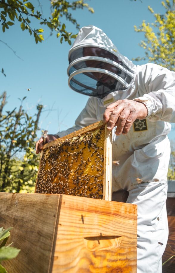 La vie des abeilles, Visite des Ruches Apijym_Poissy