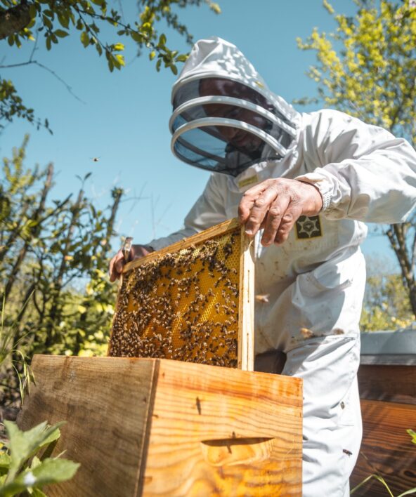 La vie des abeilles, Visite des Ruches Apijym_Poissy