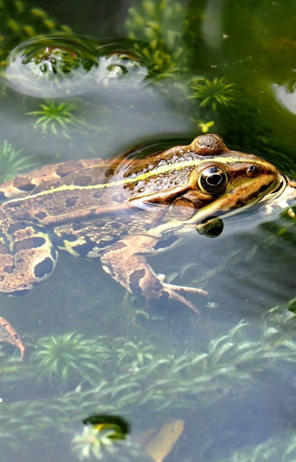 Sortie nature "Les petites bêtes des mares"_Poigny-la-Forêt