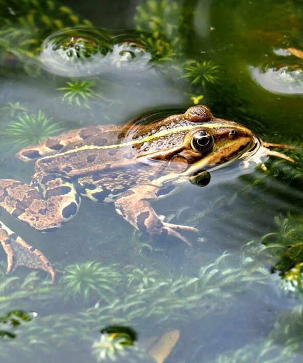 Sortie nature "Les petites bêtes des mares"_Poigny-la-Forêt