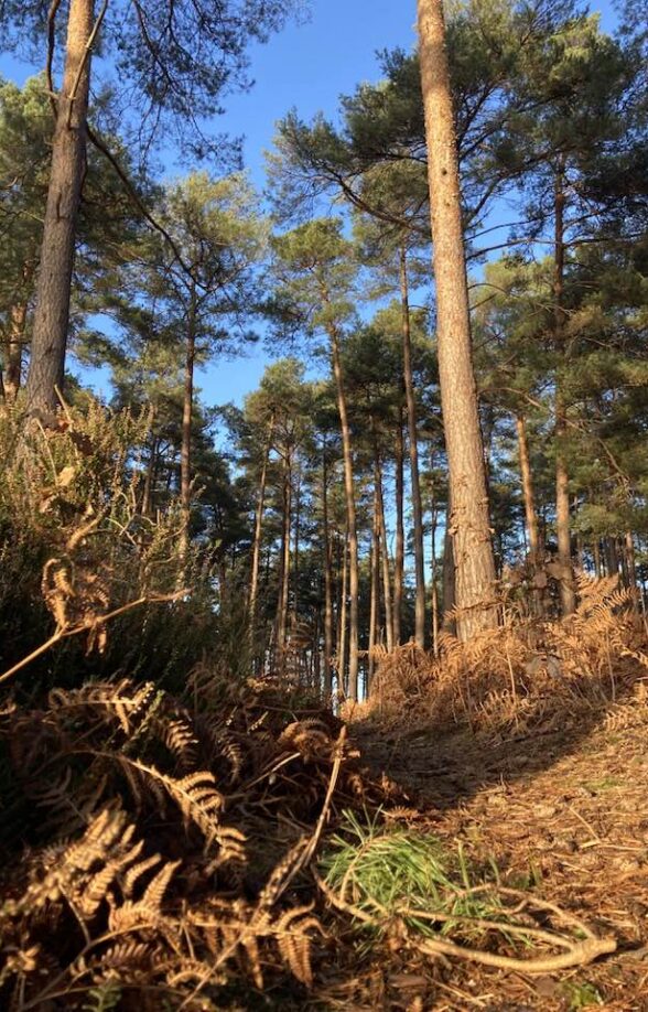 Sortie nature "Les petits trésors de la forêt de Gambaiseuil"_Gambaiseuil