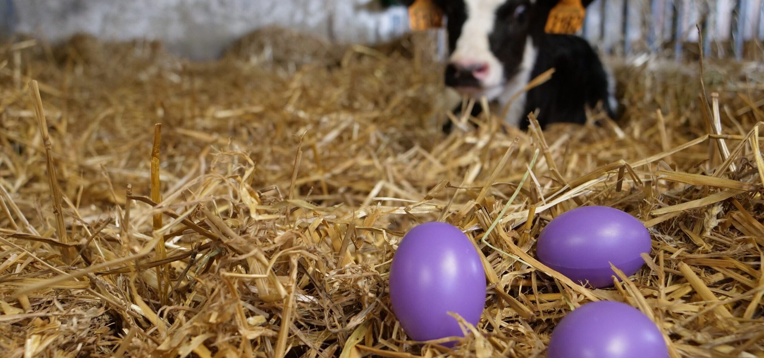 Grande Chasse aux œufs à la ferme_Rambouillet