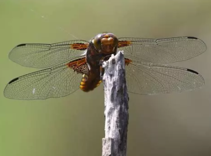 Sortie nature "Les p'tits curieux aux mares Vilpert"_Saint-Léger-en-Yvelines