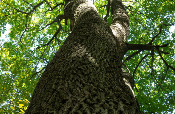 Sortie nature : Auprès de mon arbre_Morainvilliers