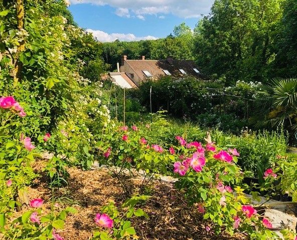 La roseraie du moulin_Prunay-en-Yvelines