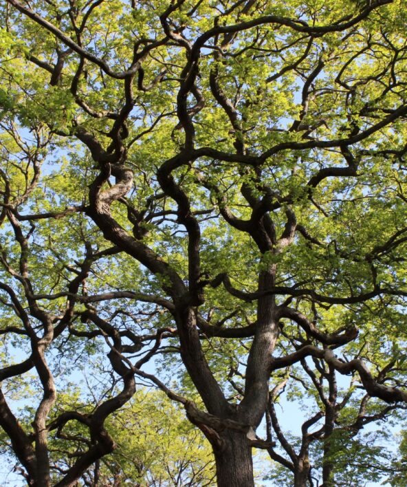 Balade : Le rôle de la forêt et les arbres remarquables - ENFANTS_Saint-Germain-en-Laye