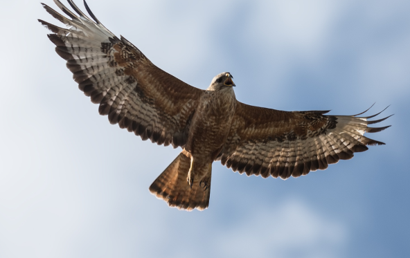 Sortie nature : Y'aka faucon, les rapaces diurnes_Rochefort-en-Yvelines